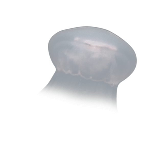 image test