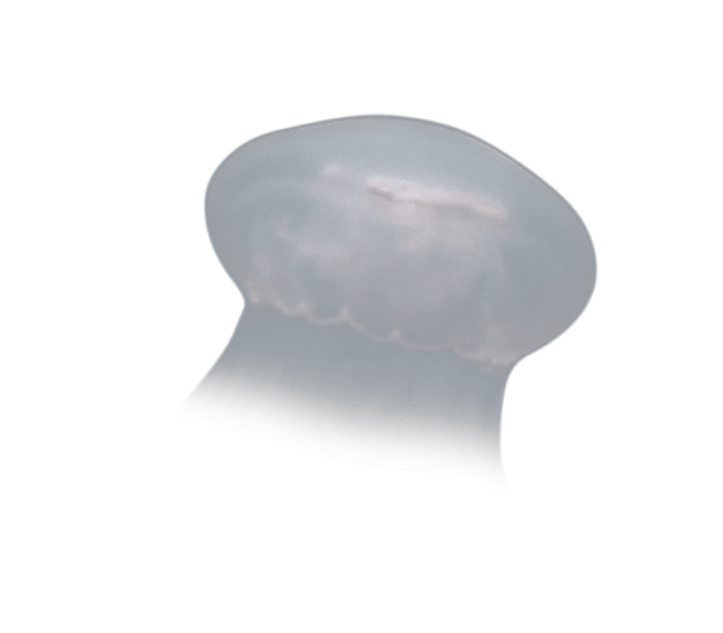 image test
