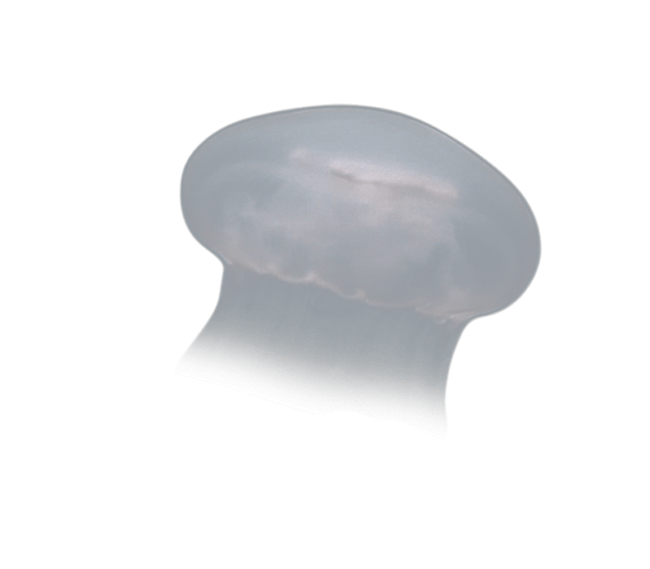 image test