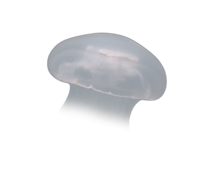 image test