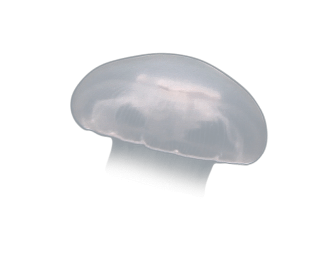 image test