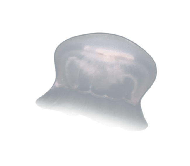 image test