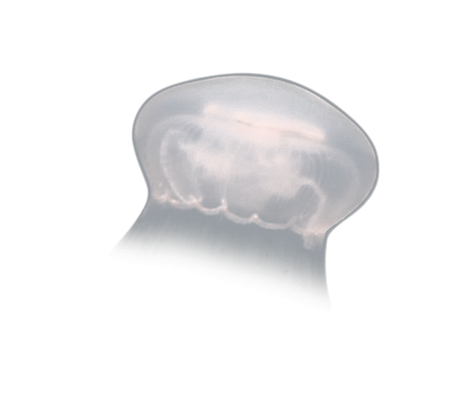 image test