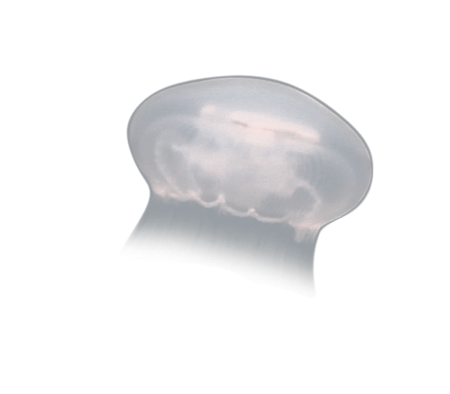 image test