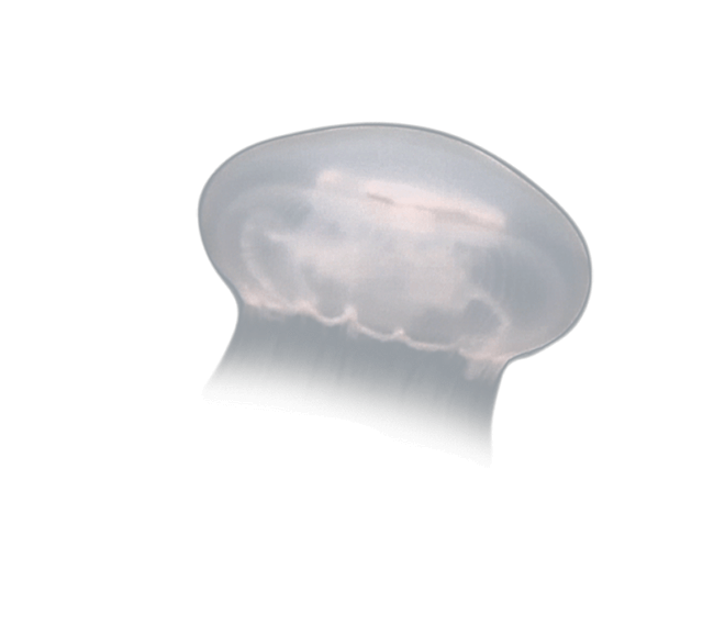 image test