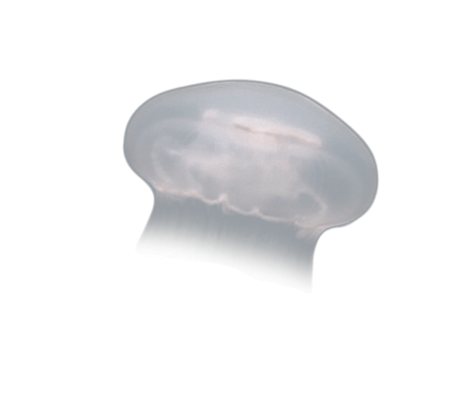 image test