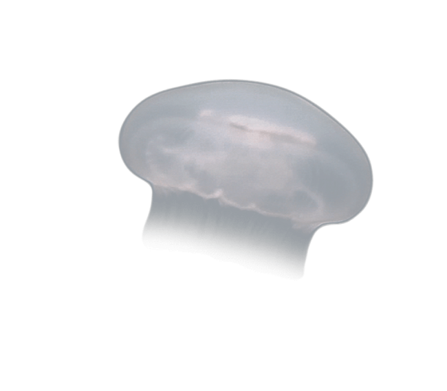 image test
