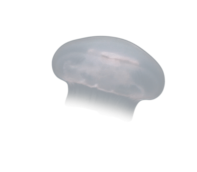 image test