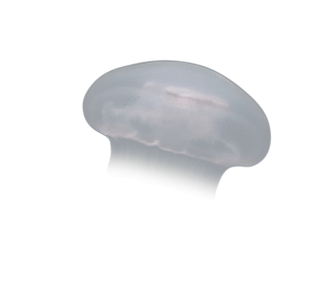 image test